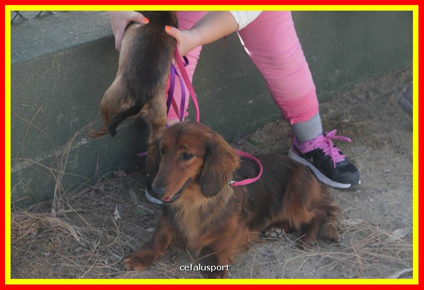 180311 mostra_canina 022.jpg